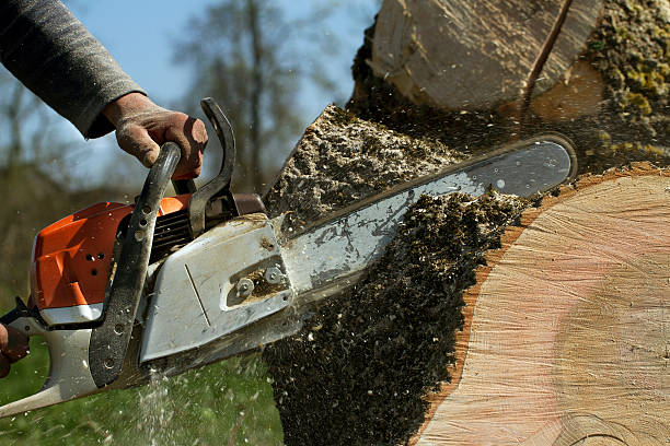 Best Dead Tree Removal  in Ritzville, WA